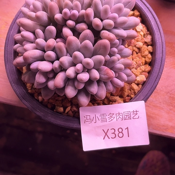 怡***”我是你的小可爱啊我的小可爱啊