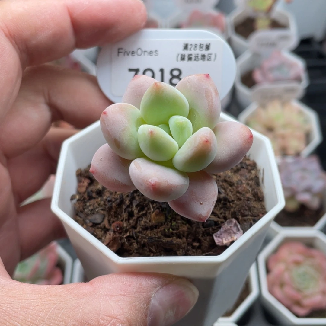 7918樱花洛神 4.5厘米