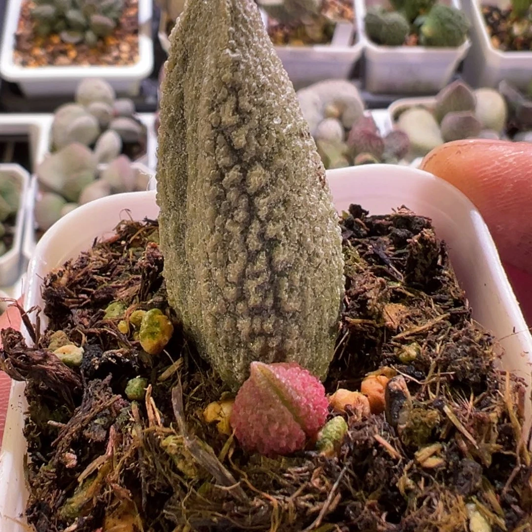 蓝魔水泡多肉植物水泡