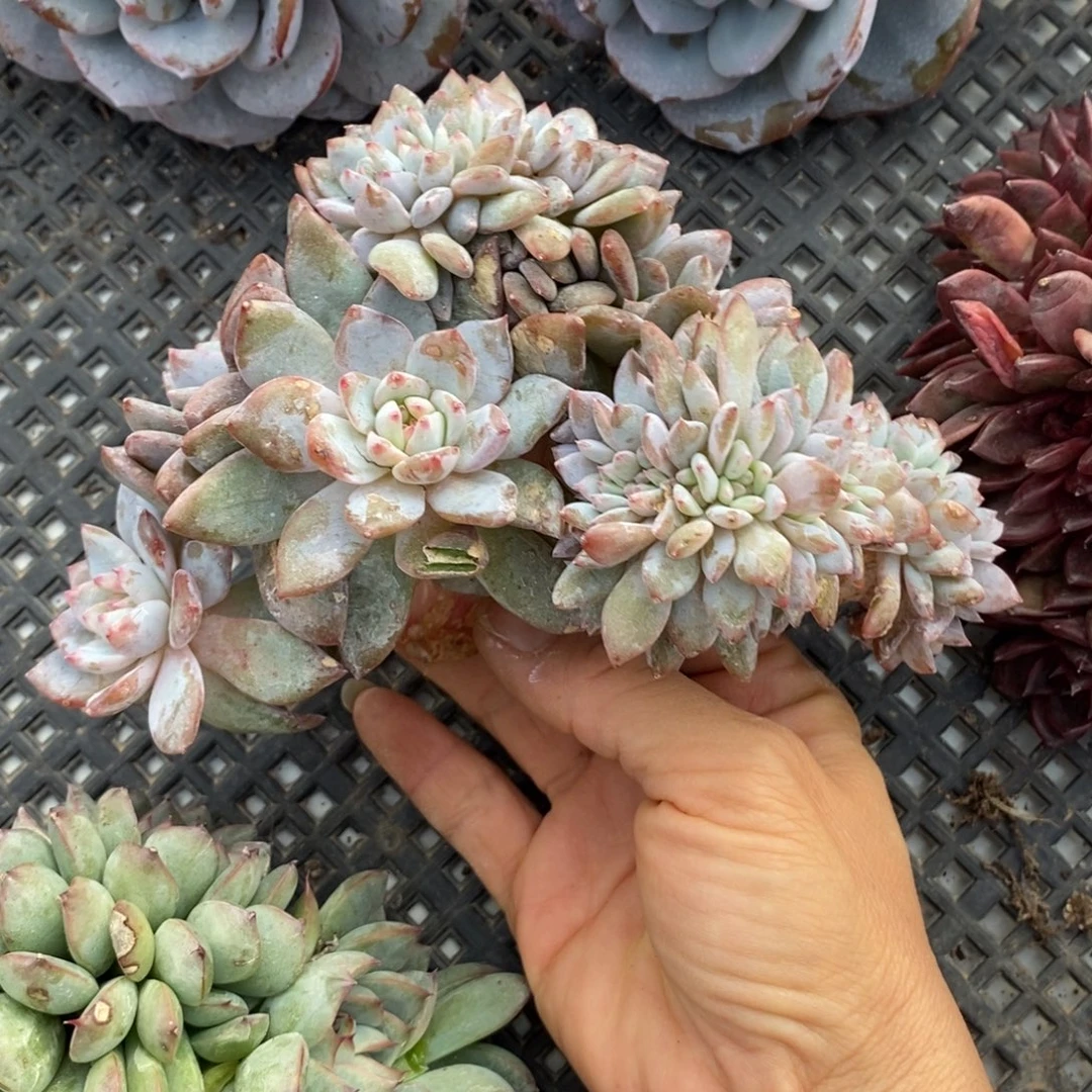 星影缀化有侧切多肉多肉1163