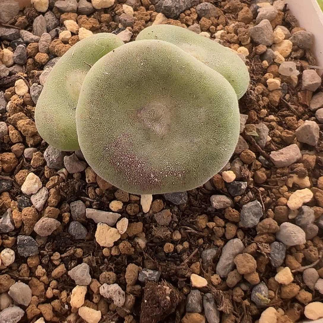 222号毛饼子11.22多肉