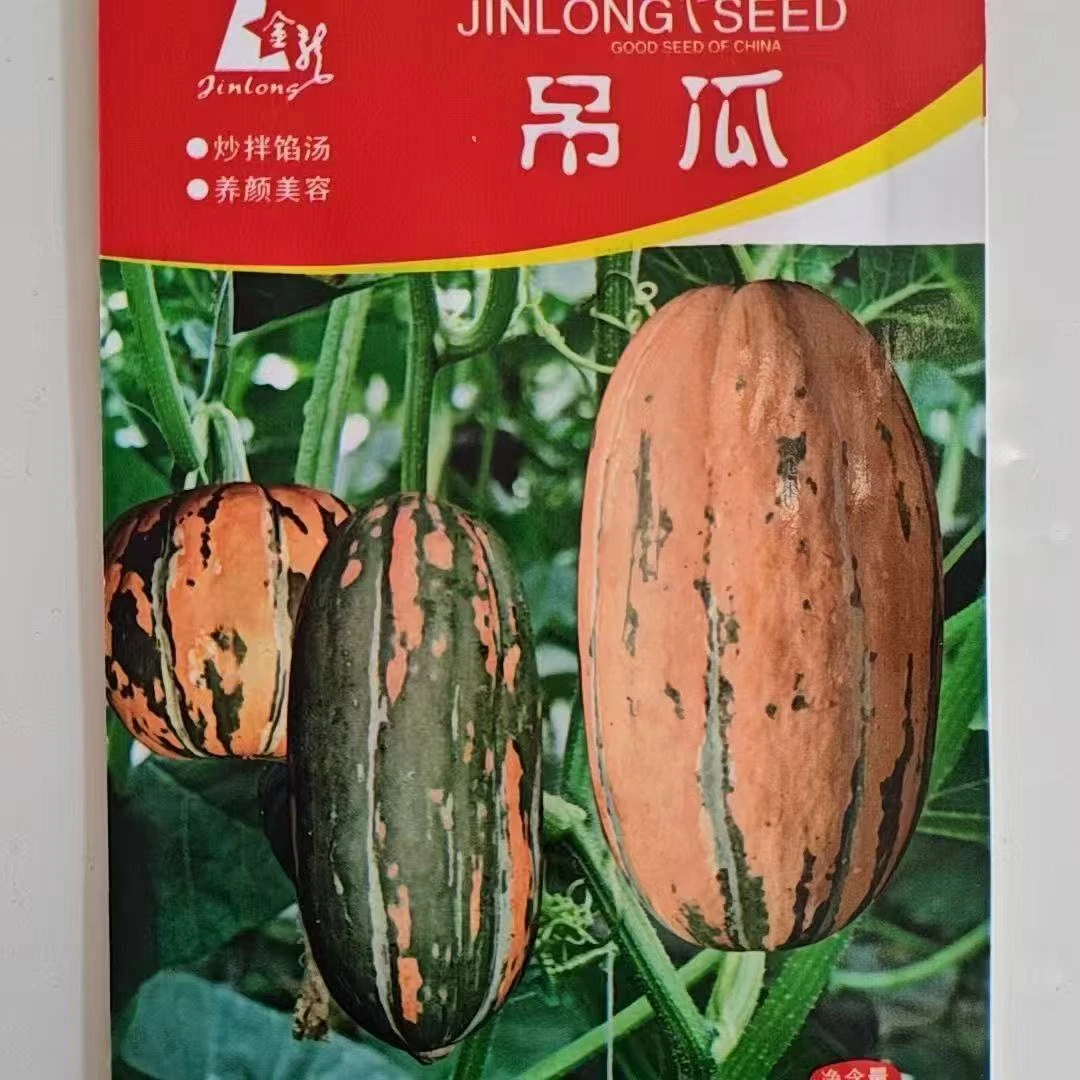 【甜面吊瓜种子】四季种植盆栽地栽阳台小院种植