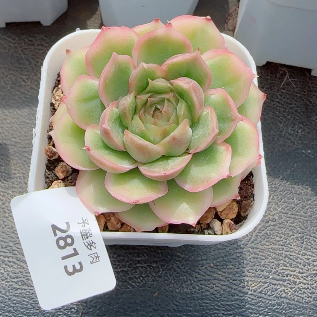 水晶虾饺，2813多肉植物
