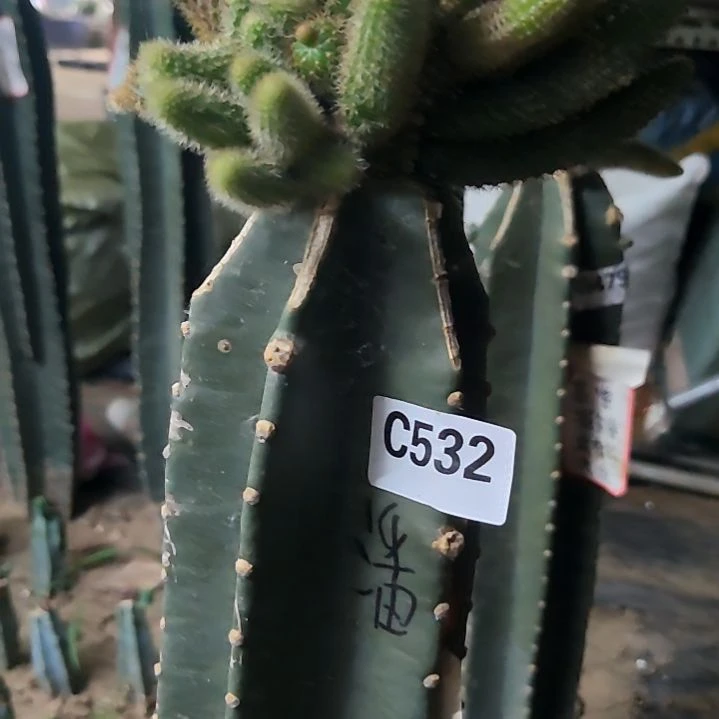 潘量天尺金妞532