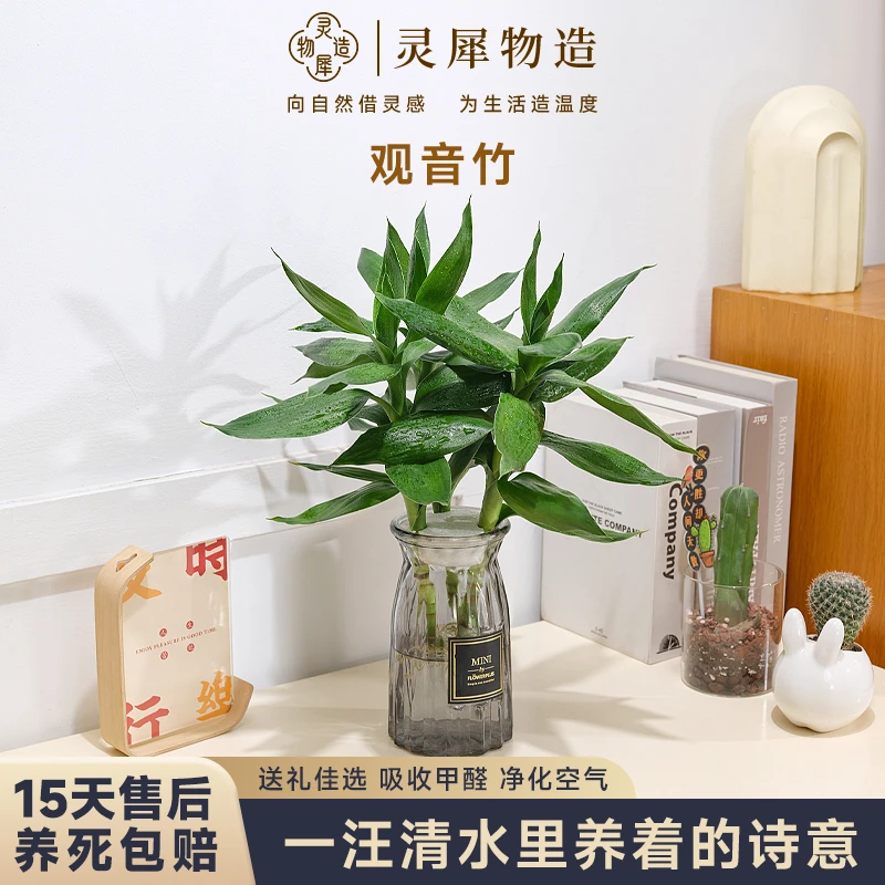 【灵犀物造】观音竹耐阴竹子绿植盆栽客厅窗台办公室空间美化摆设