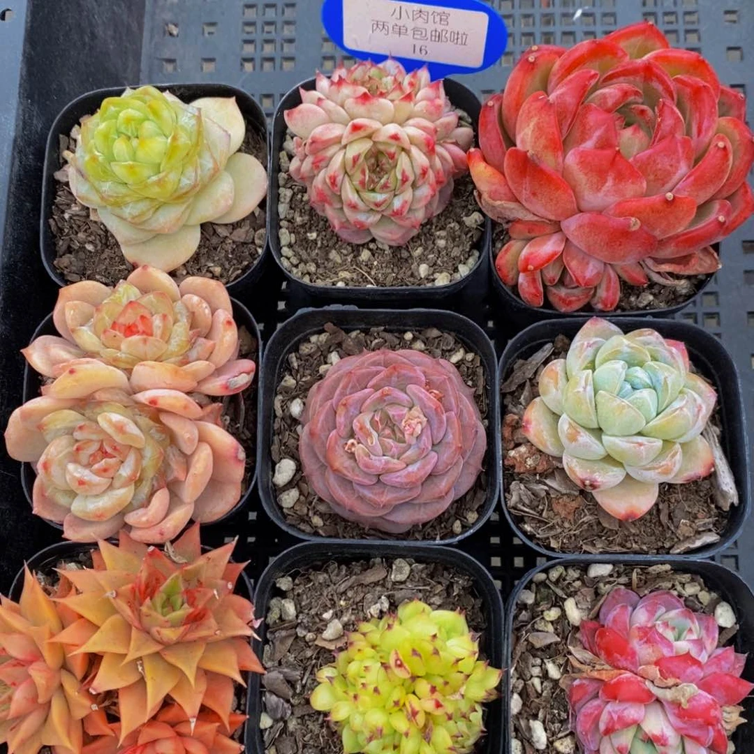 16-精品框拍美肉九个福利-
