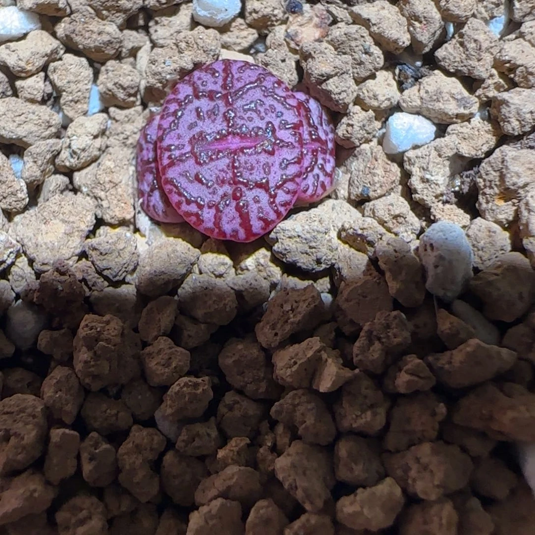 肉锥多肉植物组合-wc霓虹1396