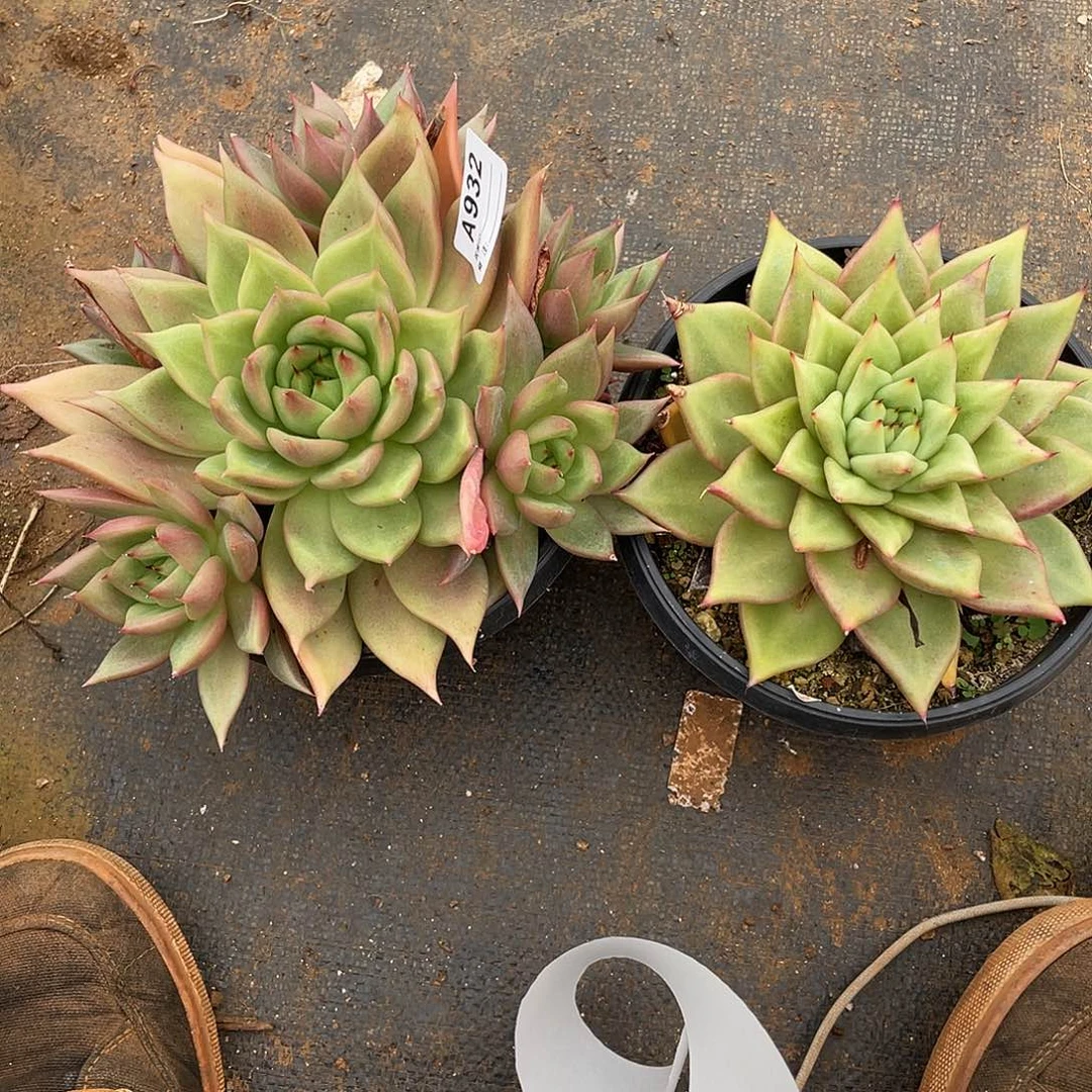 若如东云组拍A932