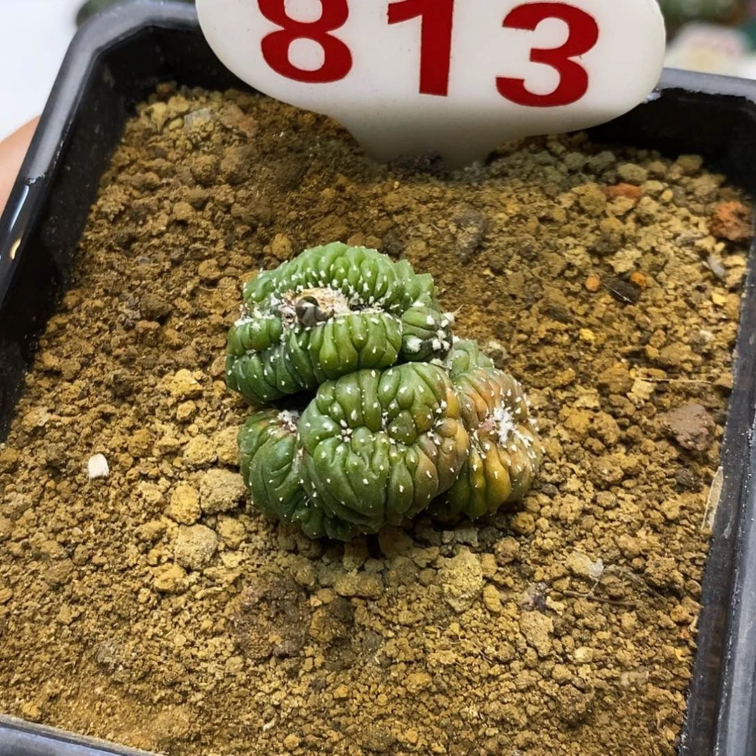 813缀化特价咯哈嘻嘻