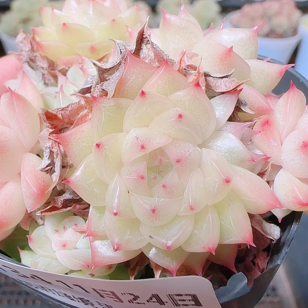 花语逸镜1124-134散