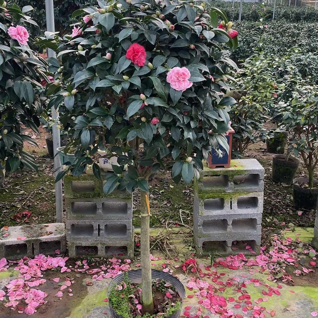 ****完全开放五色赤丹