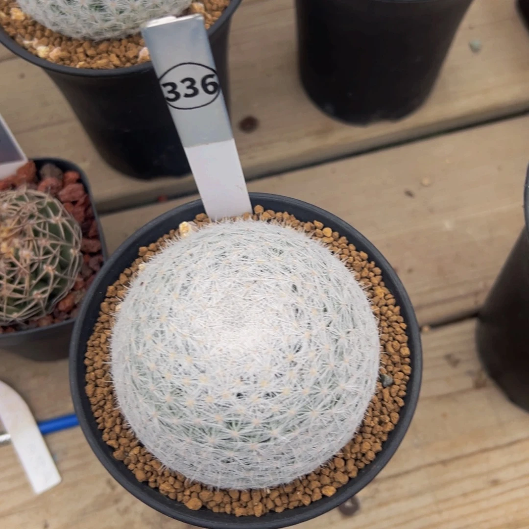 乌***啦立刺春星多肉植物