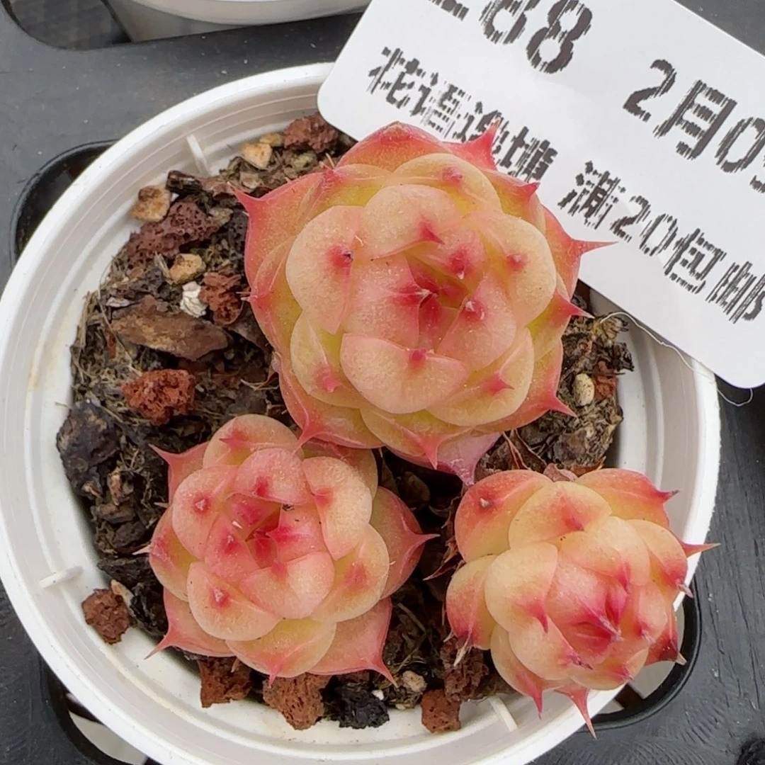 花语逸境0209-288