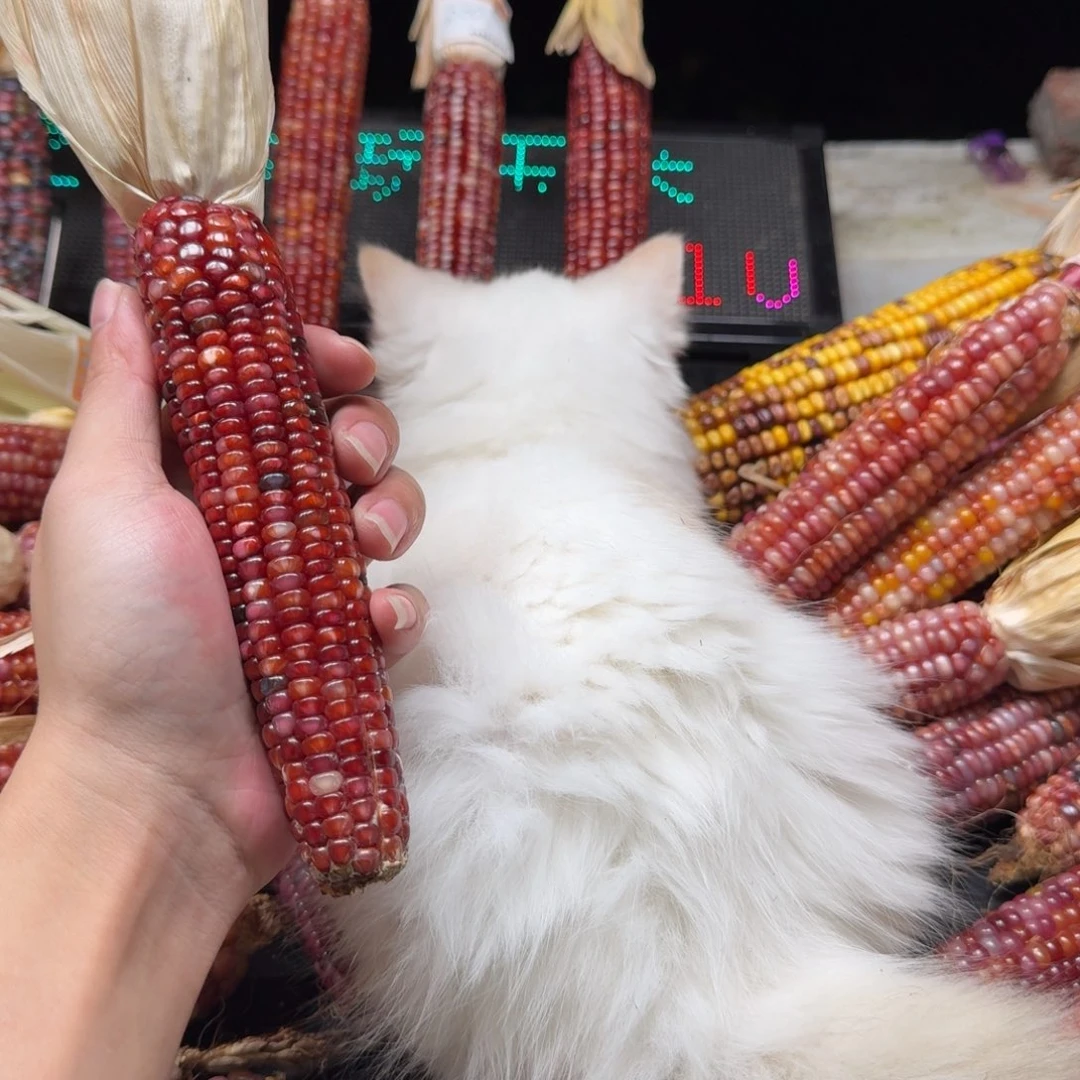 妞***吊坠柏香籽/百香籽