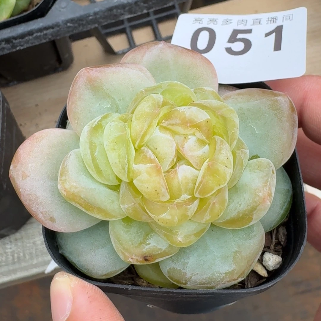 星辰            精美多肉植物