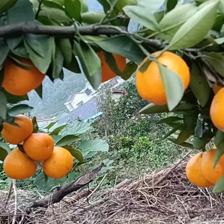 湖南石门高山老树薄皮多汁无籽环保蜜橘原产地直发孕妇小孩放心吃