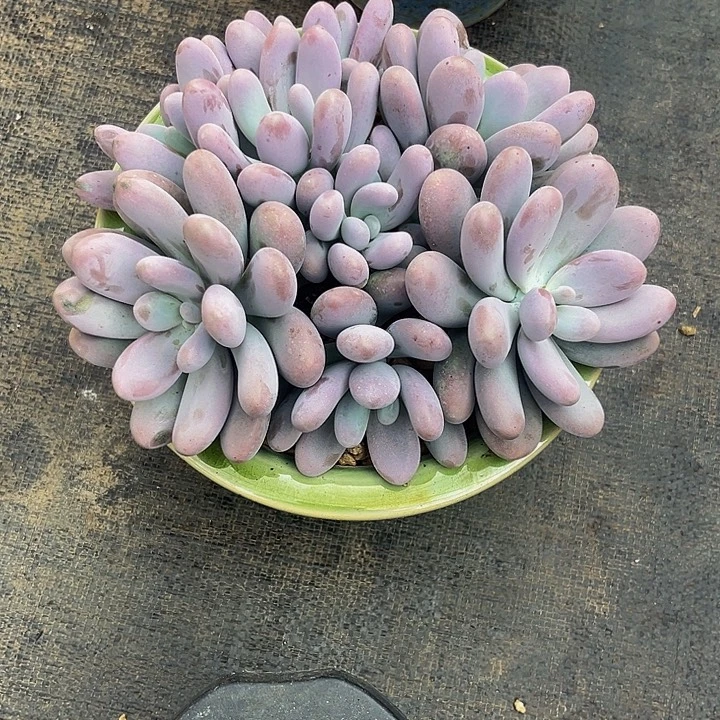 哈***7多肉植物奶酪平头