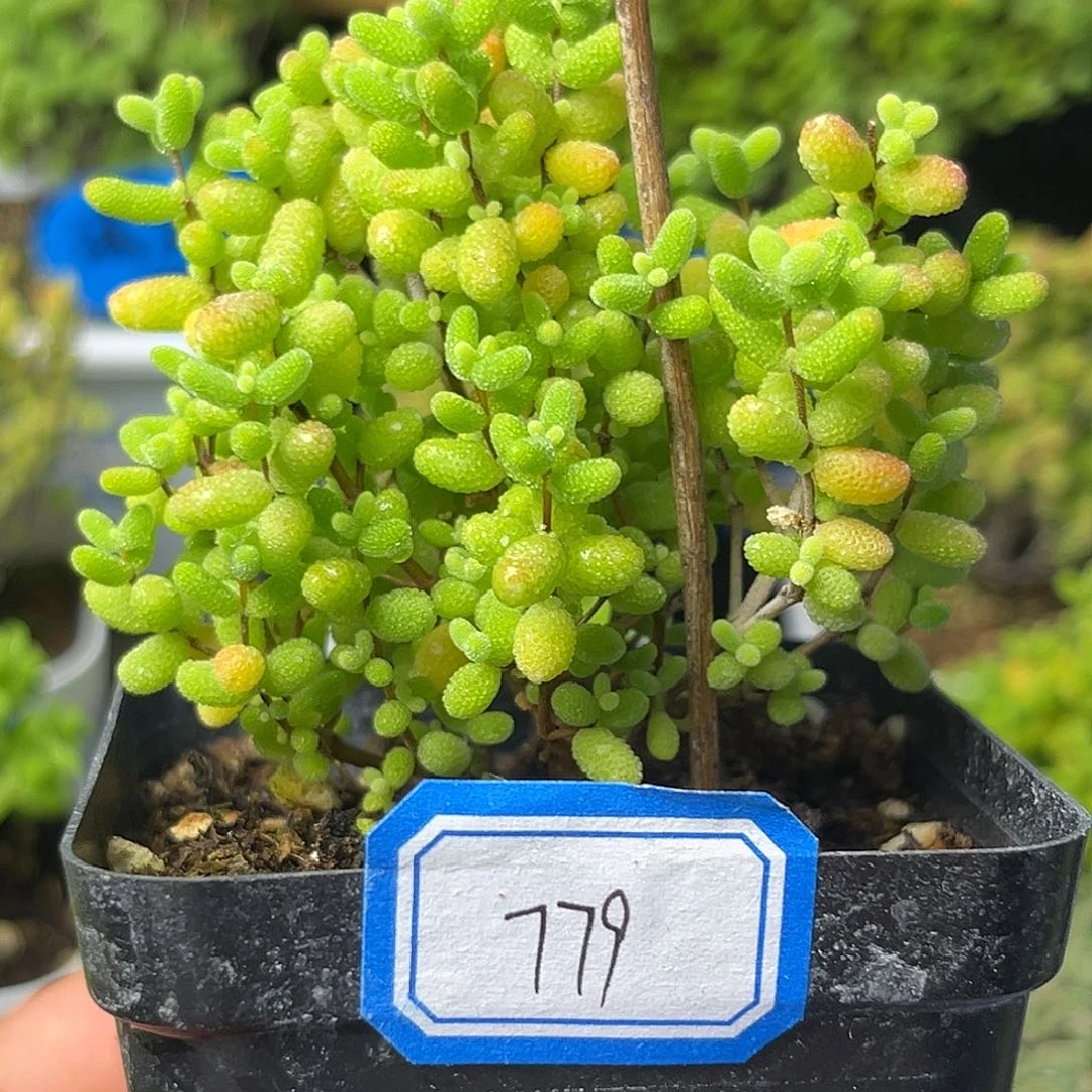 779蜜桔。