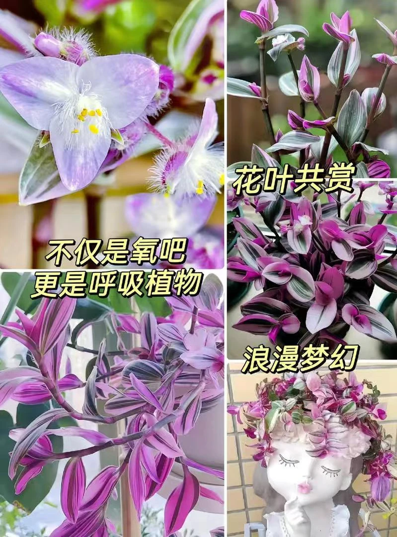 【婚礼油画】吊兰水培土培盆栽室内阳台办公桌好养活易爆盆多肉植物