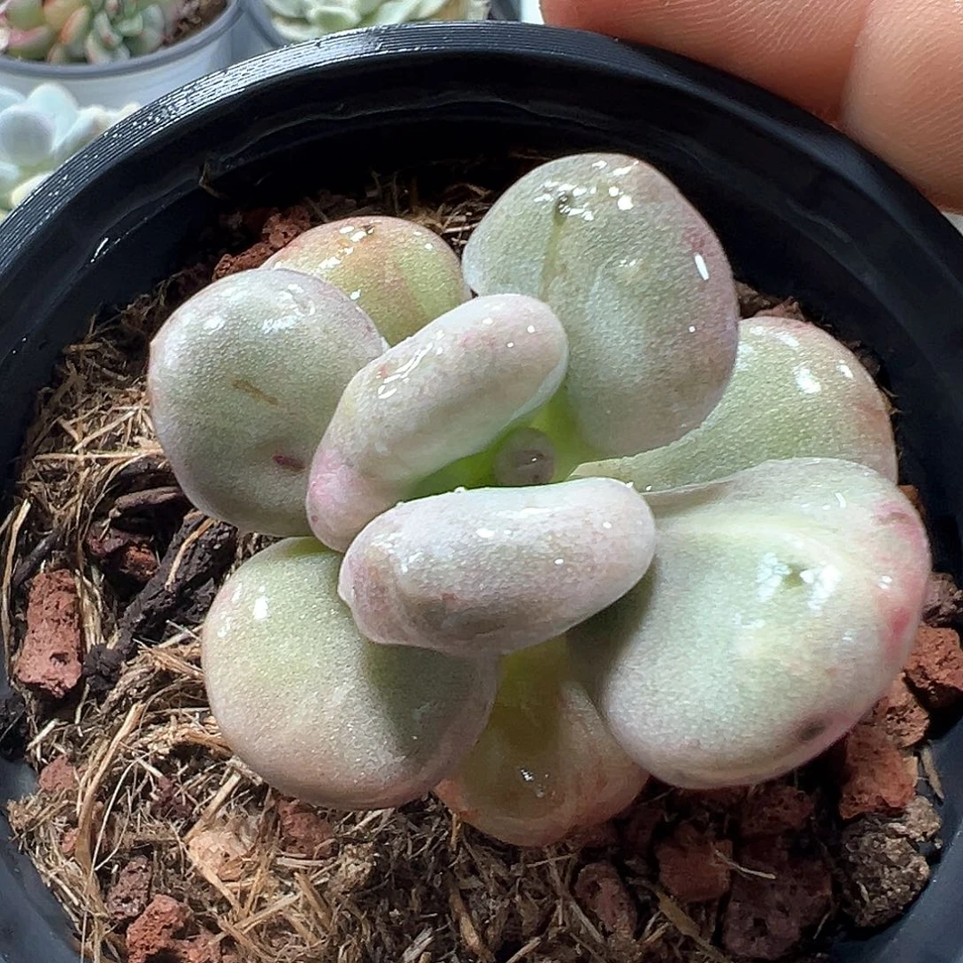 油煎丸子  小方花圃一物一拍