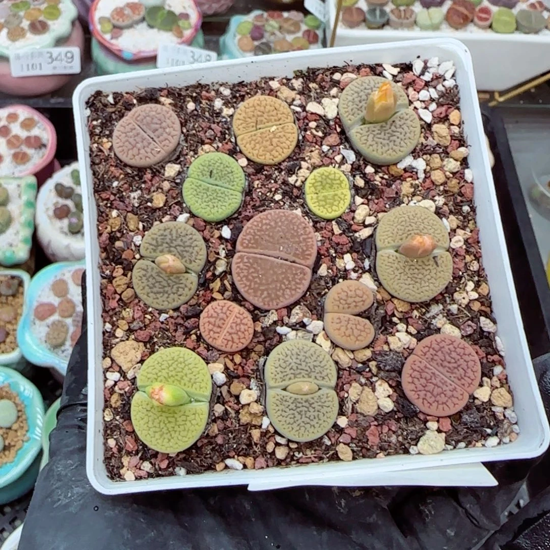 生石花满18包邮1101-355