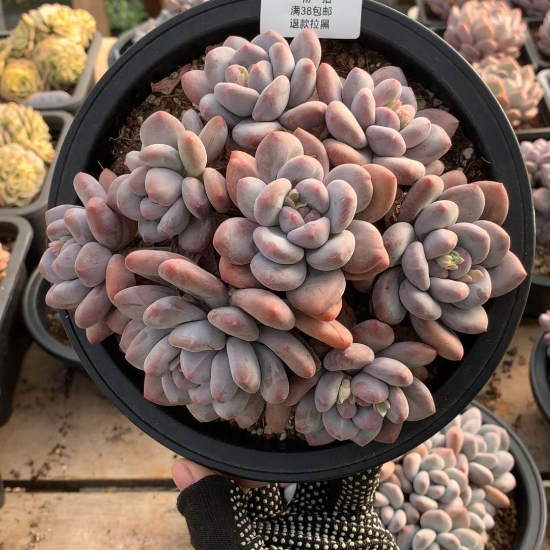 18.5厘米九头香水多肉3267