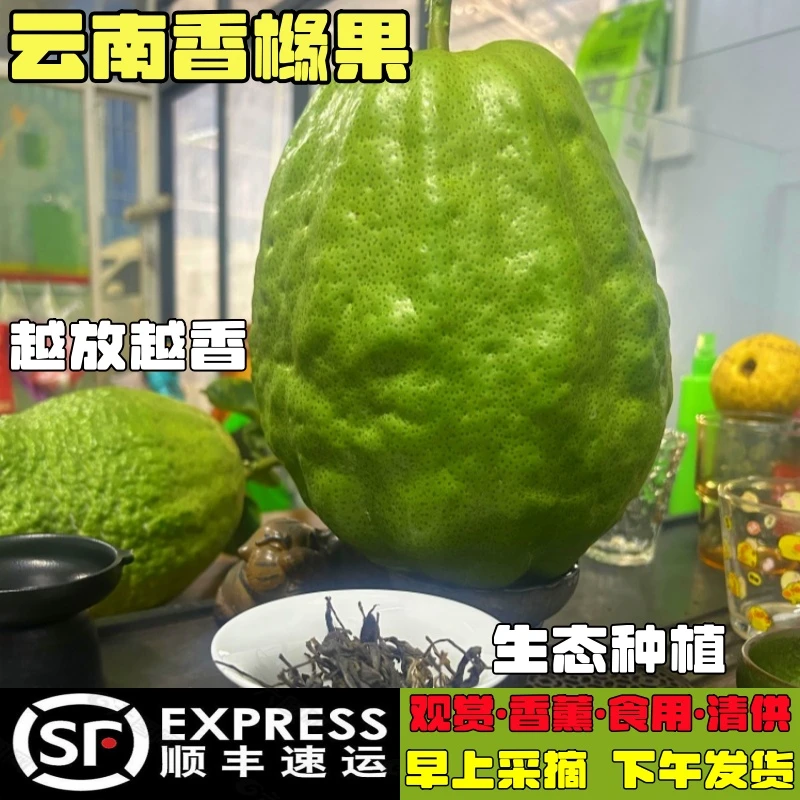 【顺丰包邮】云南高山新鲜香橼果食用闻香大香橼佛手柑室内摆件摆供