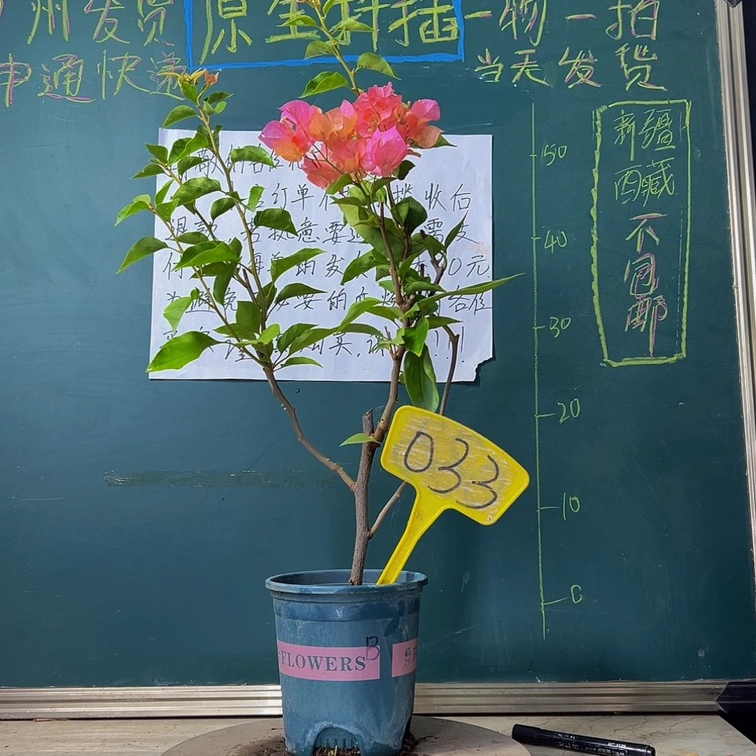 当前无花栽培后可以开花波伊斯玫瑰 033