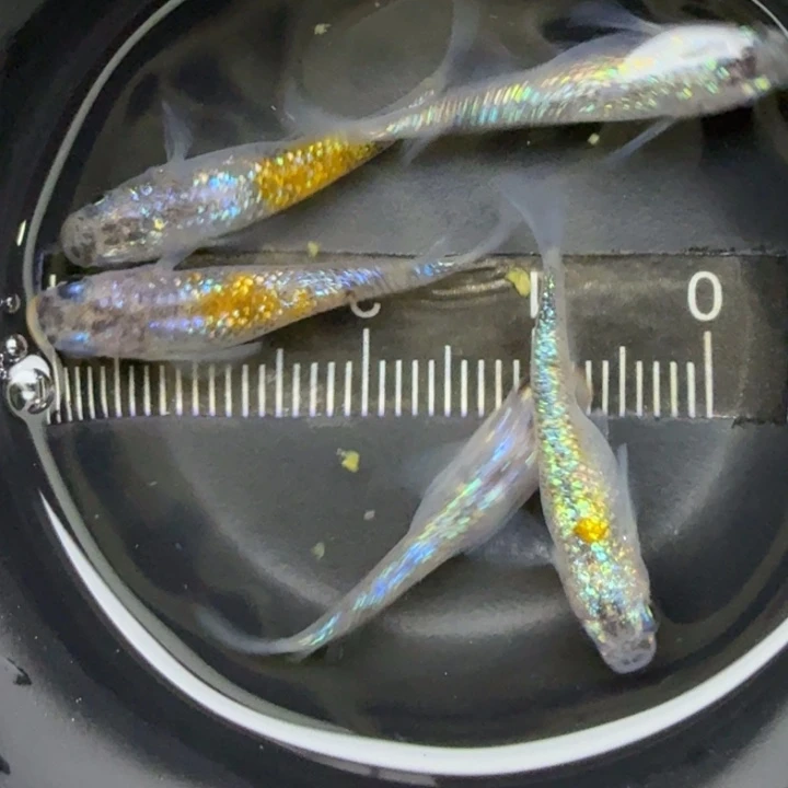 青鳉鱼三色蓝宝石3号