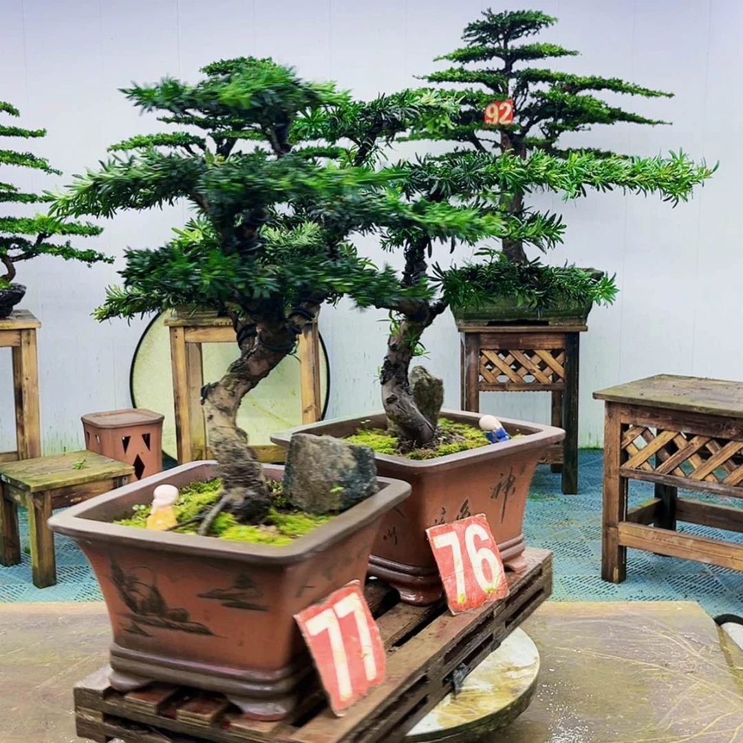 【闪购商品】无花朵金*
