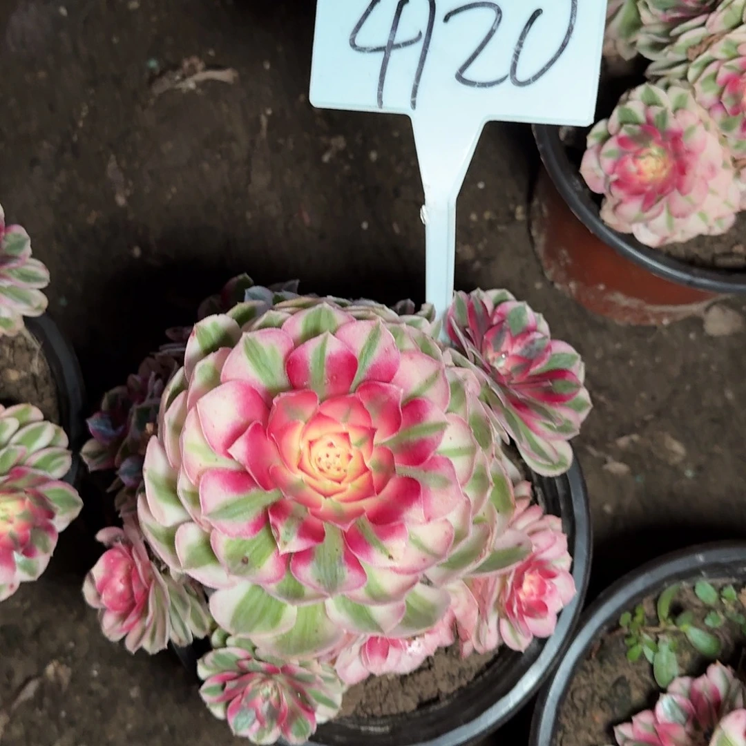 4120倾城多肉法师