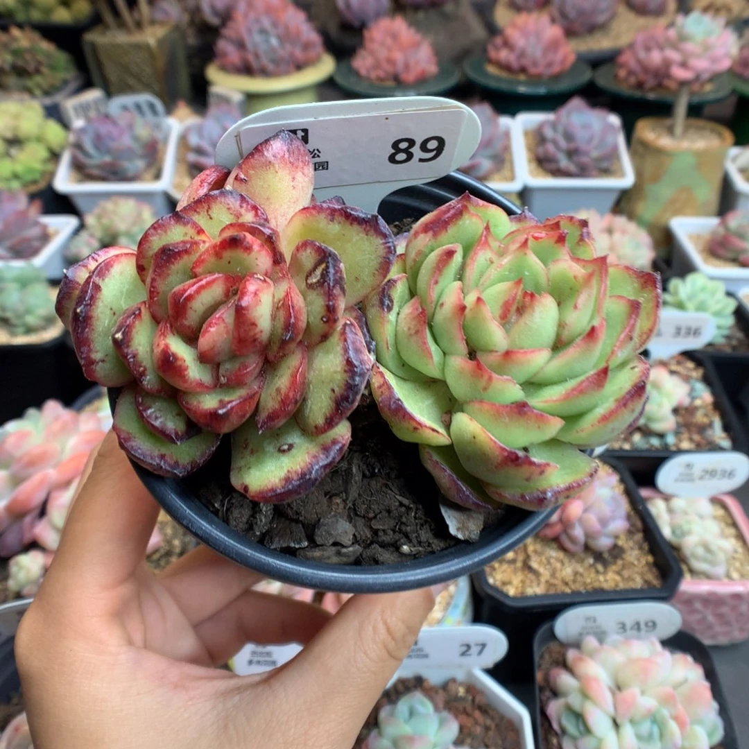 89双头保利安娜石化多肉植物异色