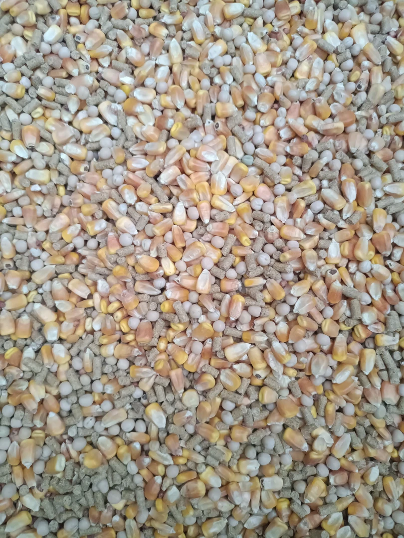 强盛鸽舍专用鸽粮