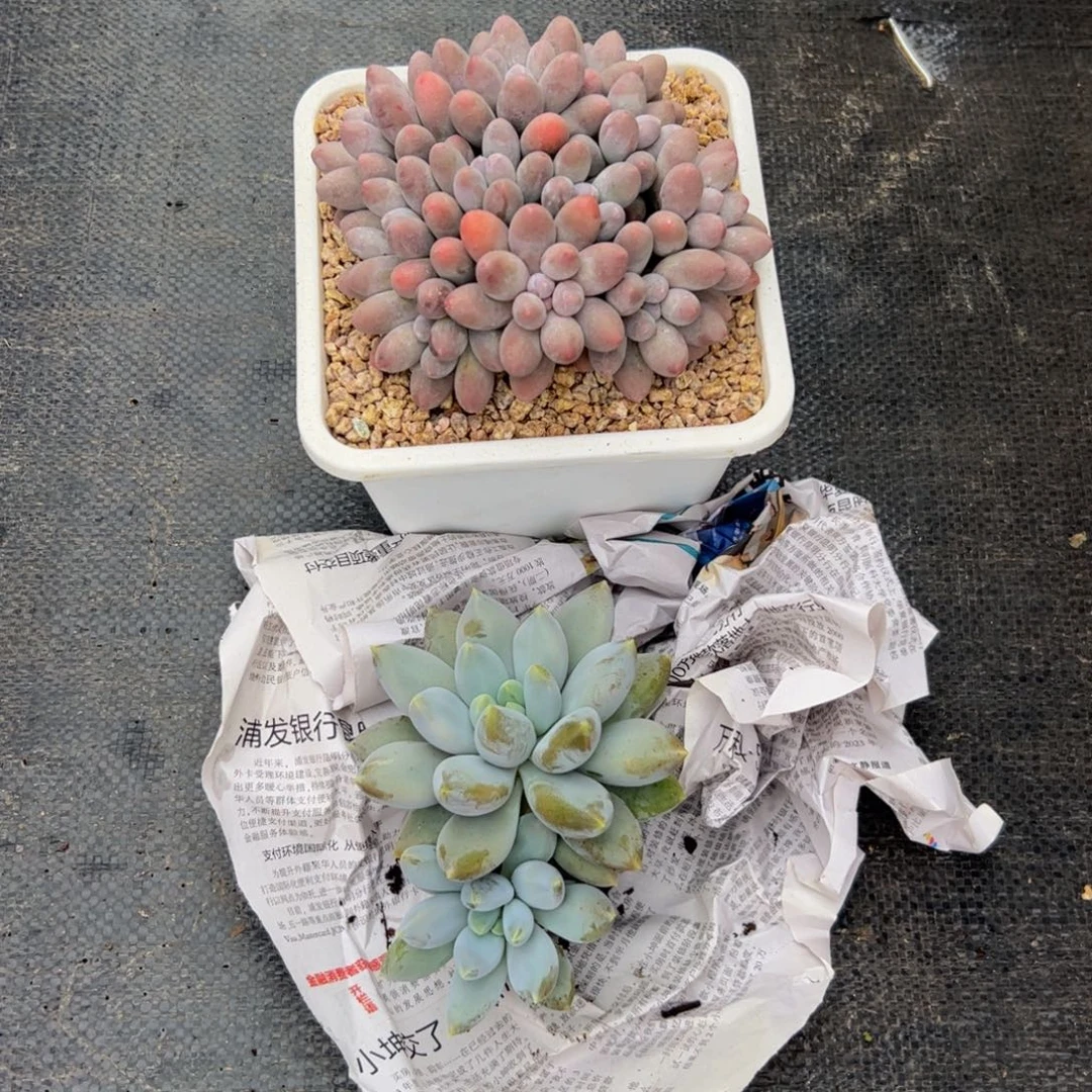 多***肉汤圆自然群多肉植物