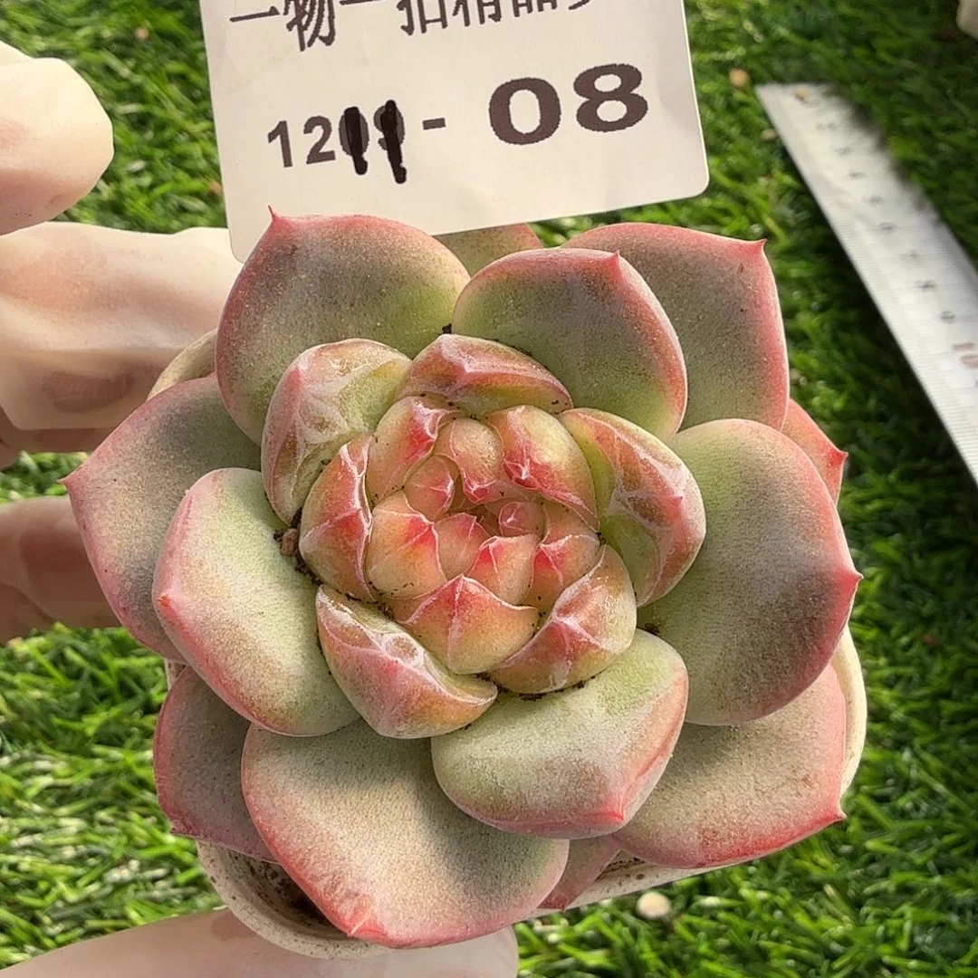 1211-08多肉一物一拍