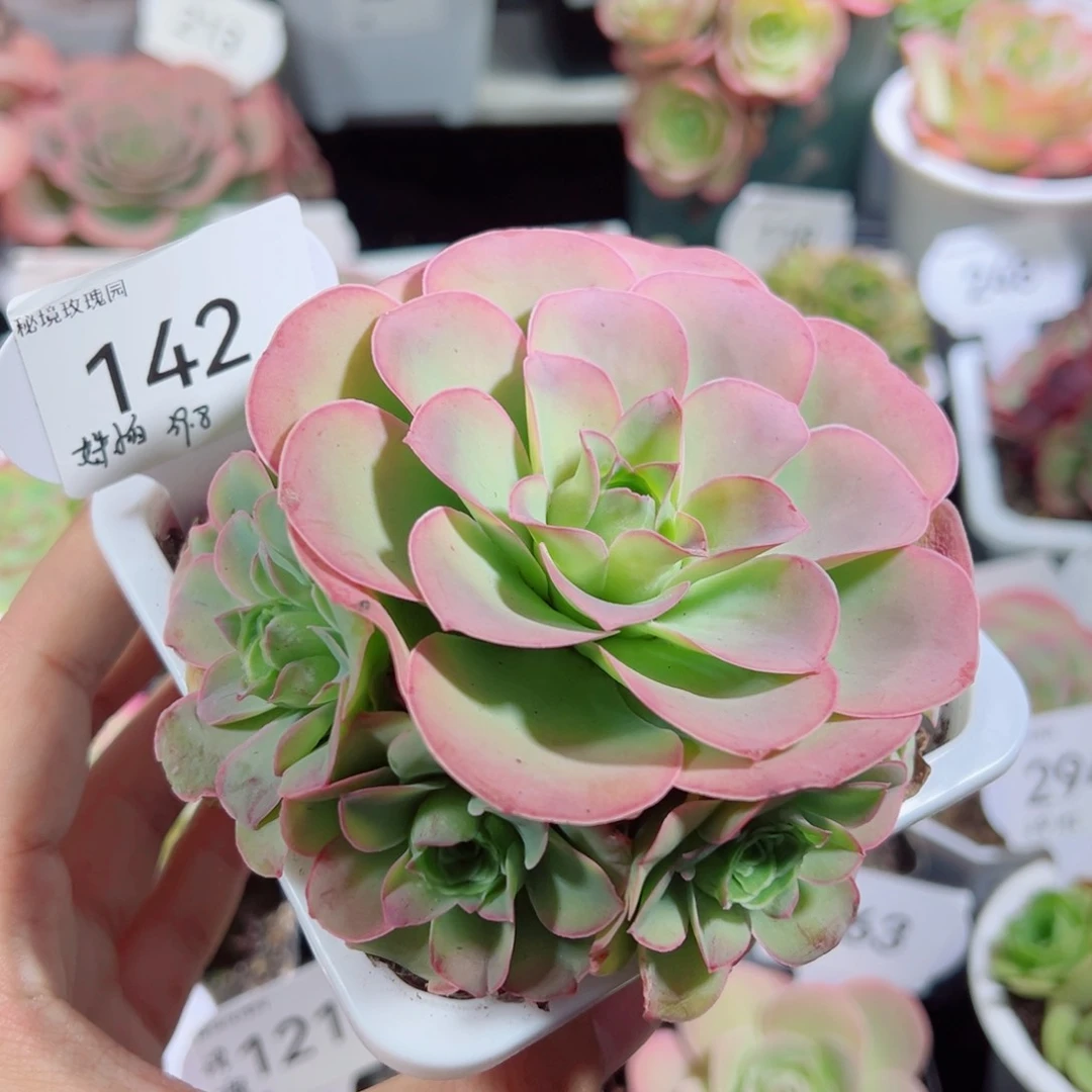 南*142姝帕手捧花。