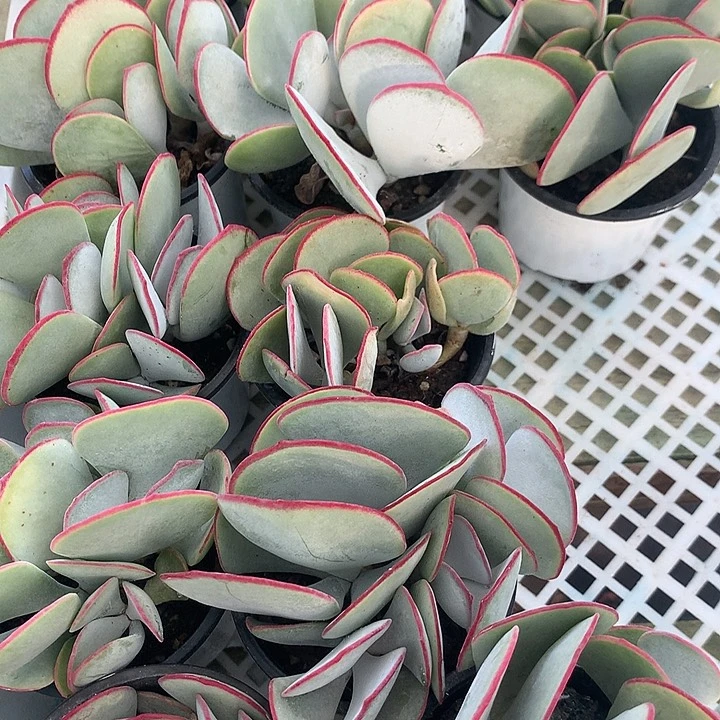 白眉多肉五头起发