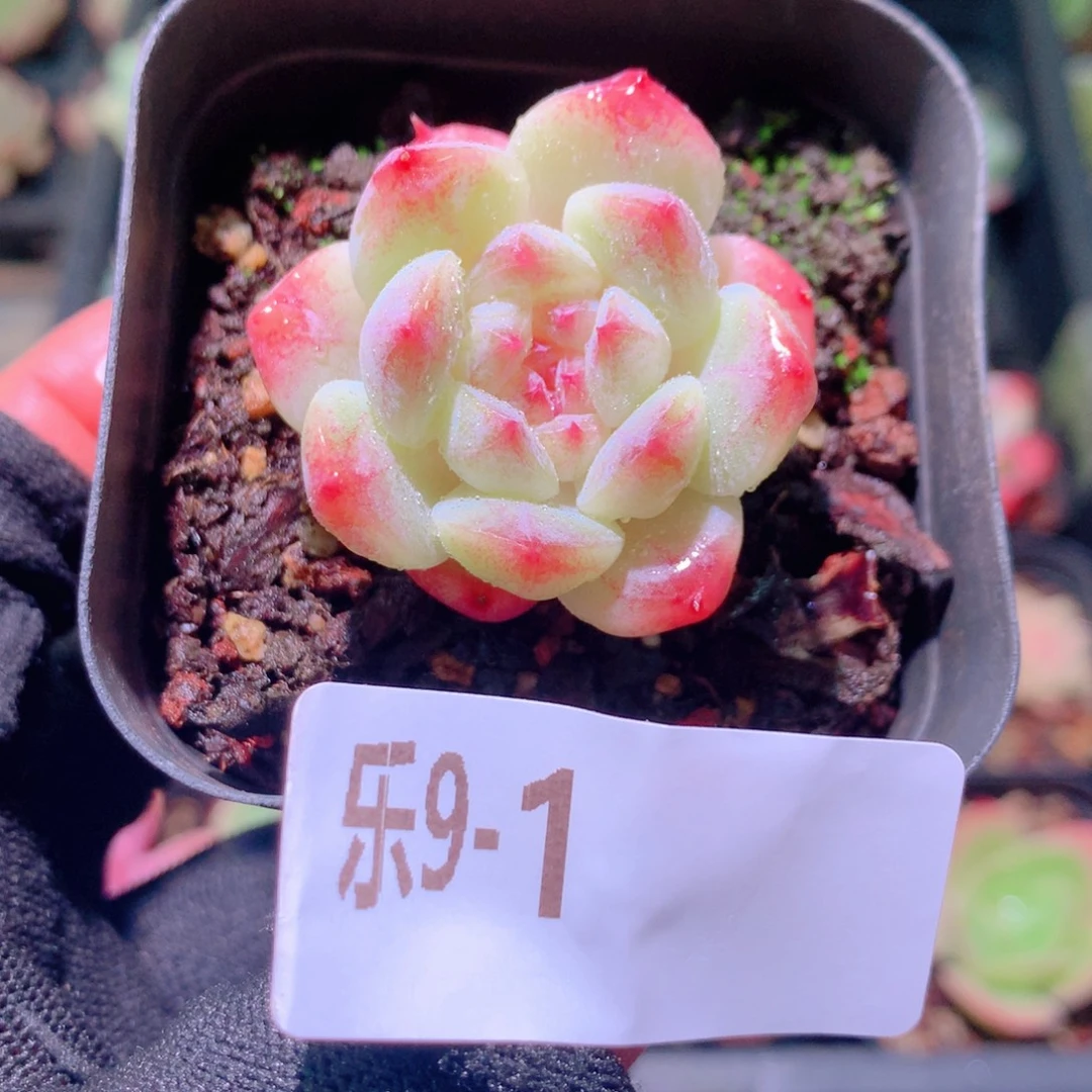 乐然 9-1 秘境冰魄