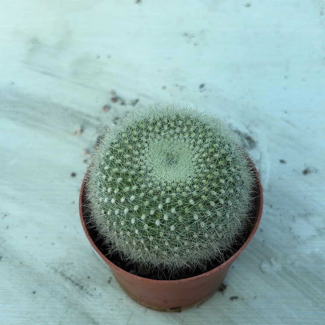 白雪光（脱盆去土发货）