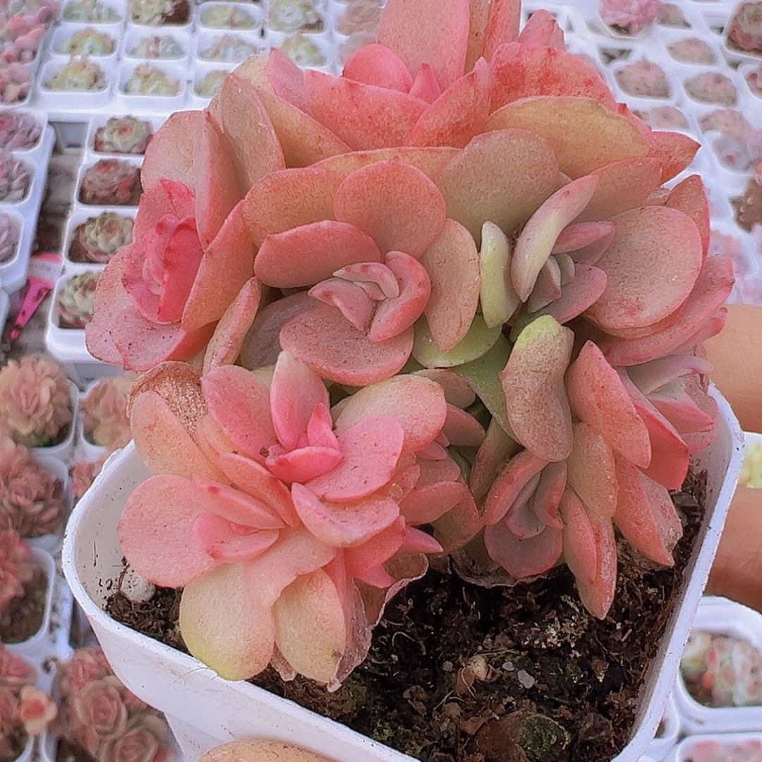 秀妍19包邮多肉植物我