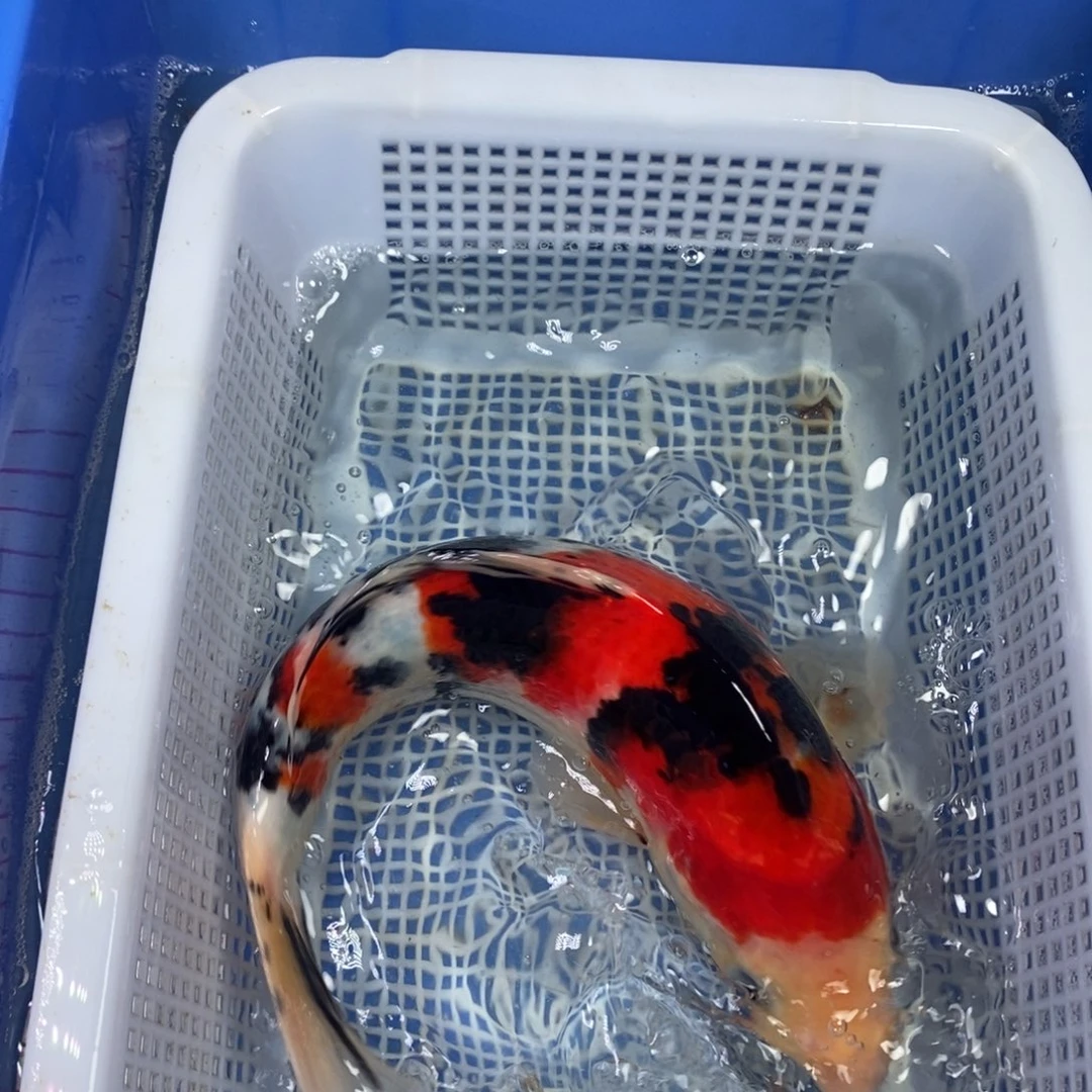 锦鲤冷水锦鲤包邮