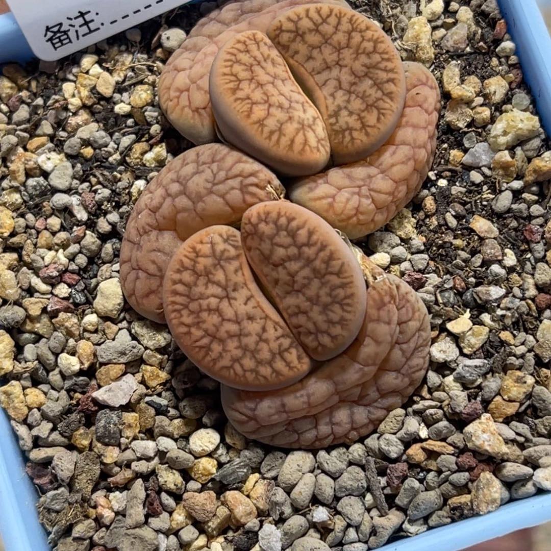 7305双头红曲1母本