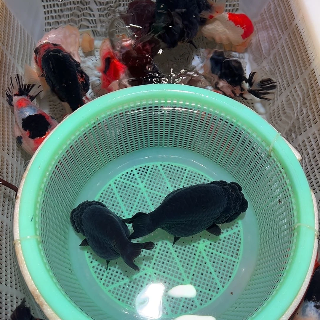 海水鱼两条大佬黑兰寿