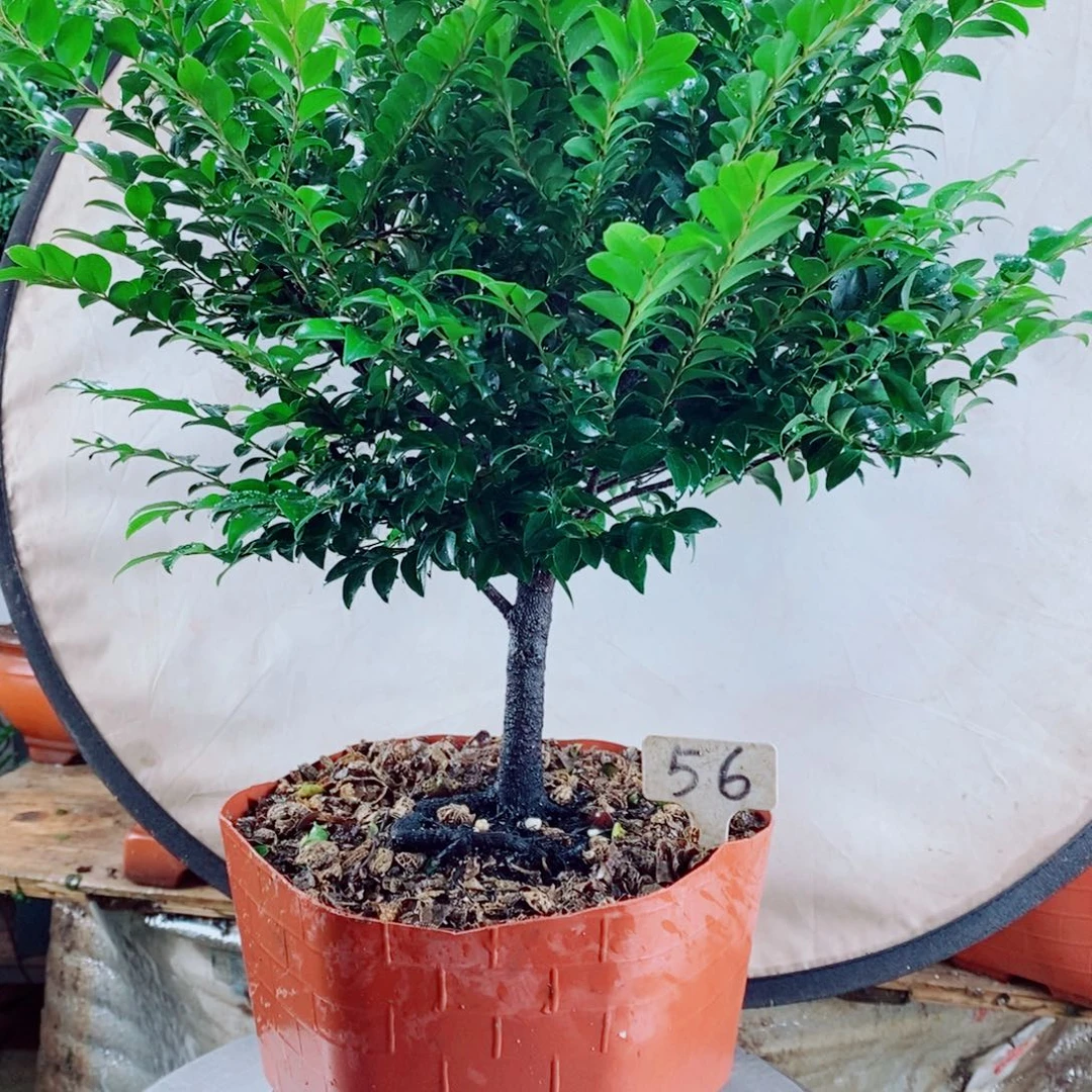蓝***翔完全开放小叶紫檀56
