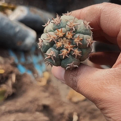 嫁接猫抓稀有志的649