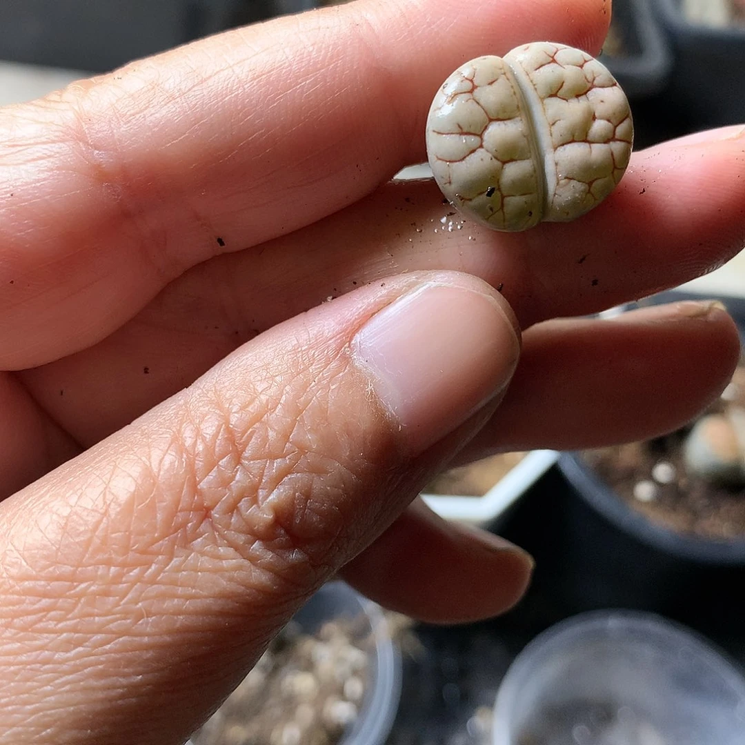K269多肉植物保护