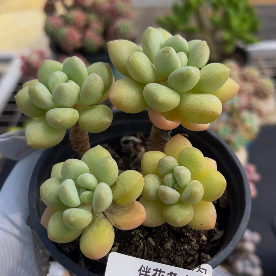 008-泡泡糖多肉6cm
