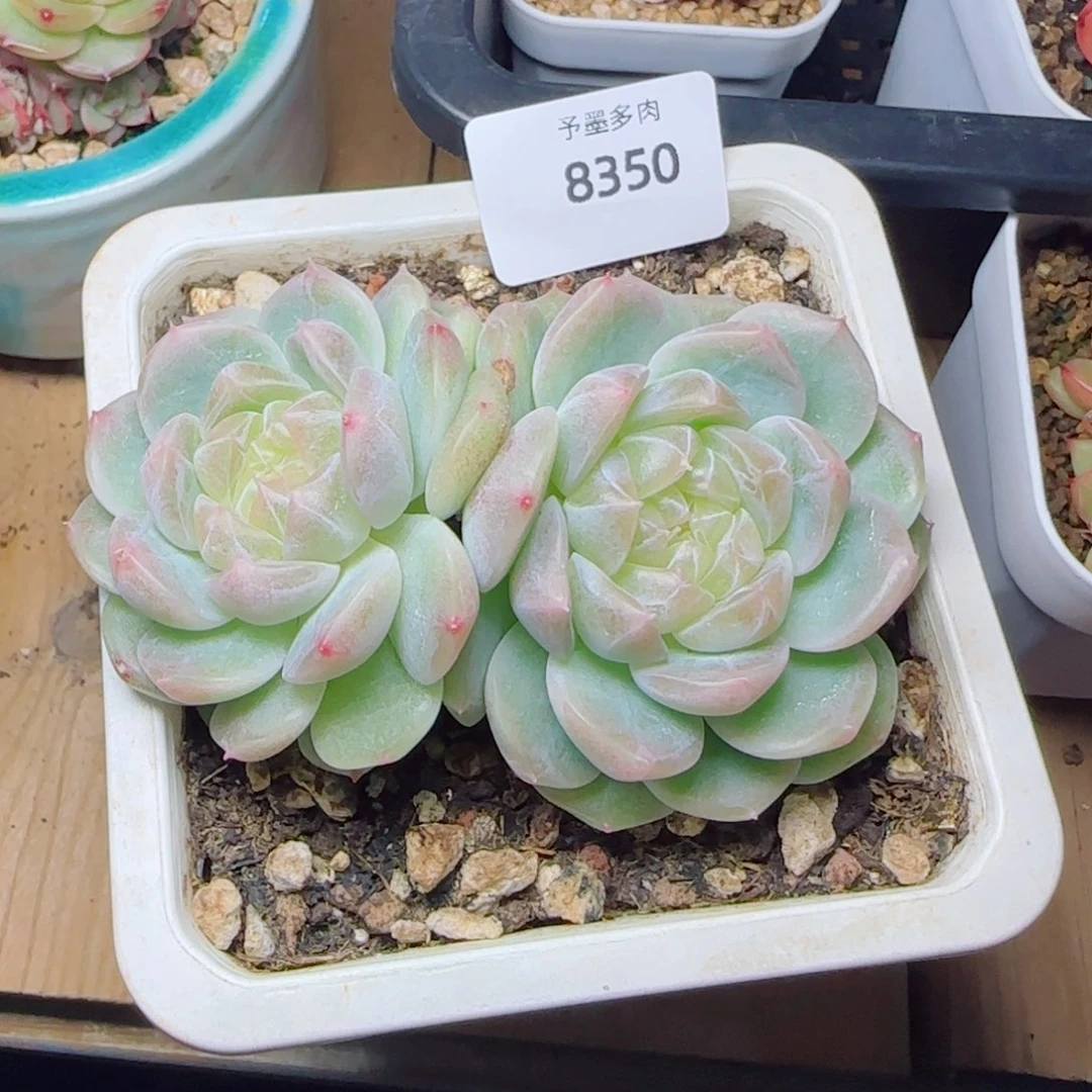 泼天富贵，8350多肉植物