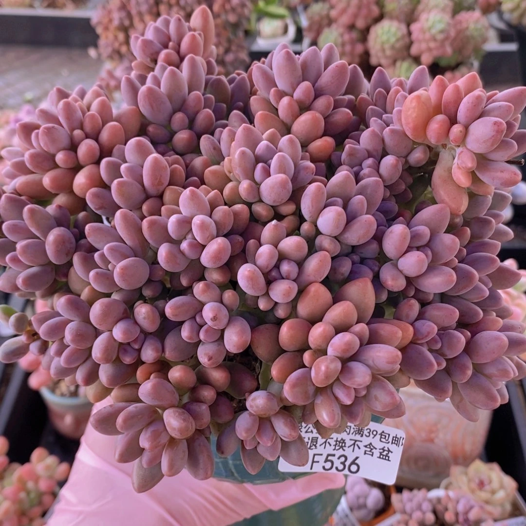 大群星戴露16cm536多肉植物