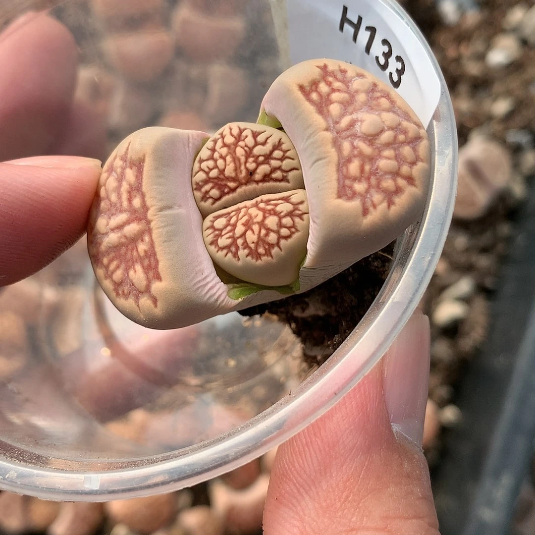 H133多肉植物保护